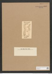 Amphiprora sulcata O'Meara (de-Toni-Nr.: Genus 29, Species 1320) Zeichnungen Sammlung Grunow Nr. 2548 (NHMW-BOT-W0369724)